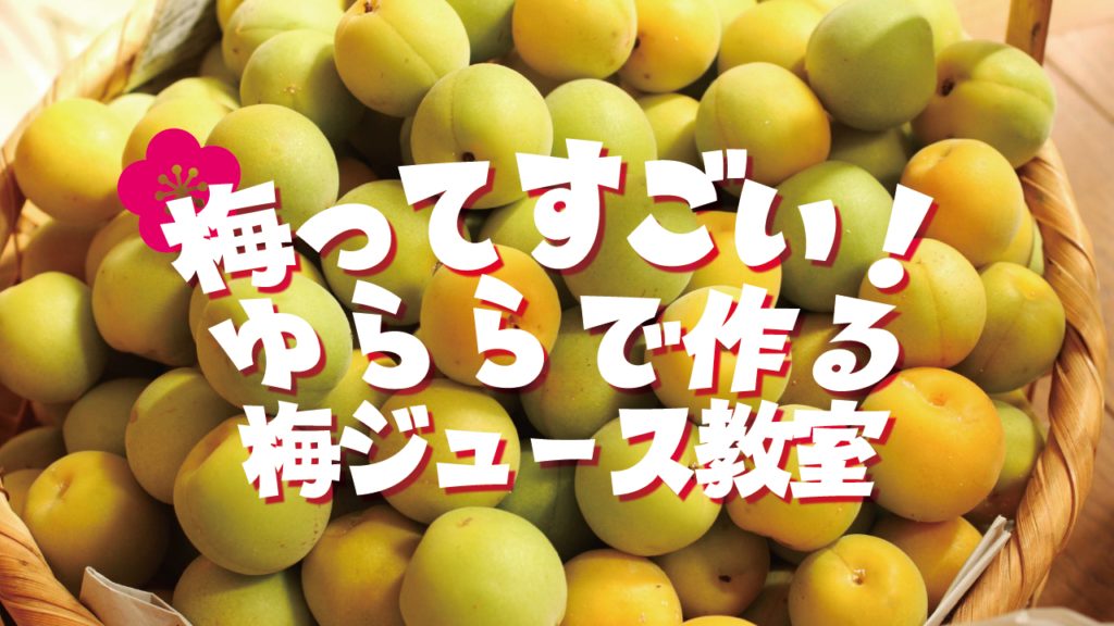 梅収穫&ジュース作り体験