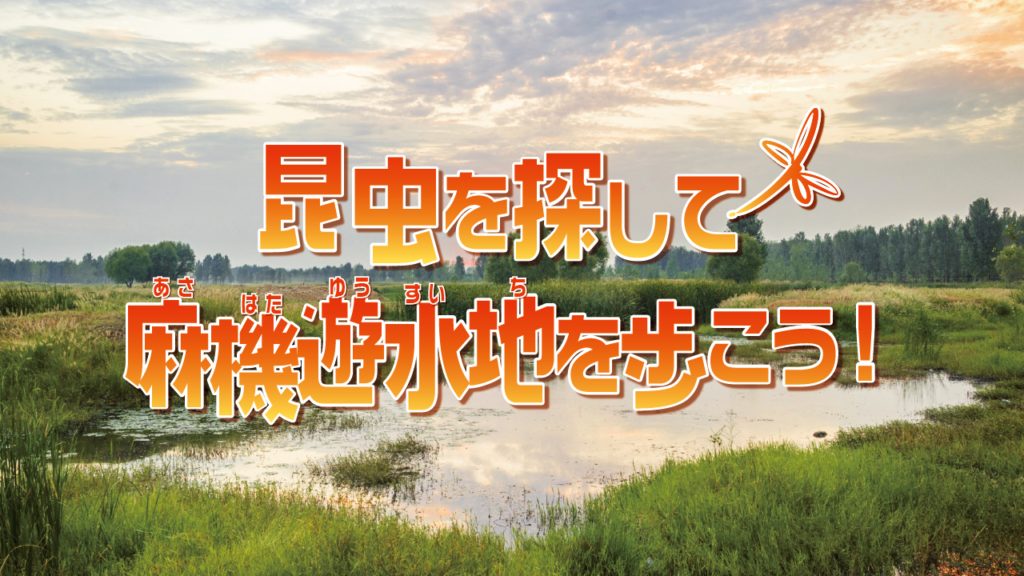 昆虫を探して麻機遊水地を歩こう